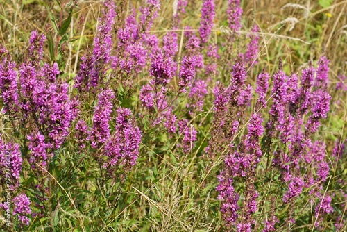 Vibrant purple loosestrife wildflower blooms in a natural meadow setting, capturing the essence of wild beauty and nature