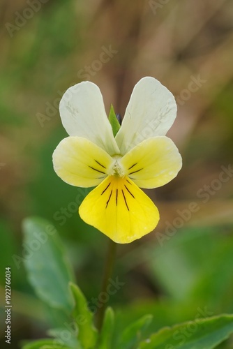 Delicate Two-Tone Viola Wildflower Bloom in Soft Focus - Nature's Gentle Beauty, Serene and Vibrant in Sunlight