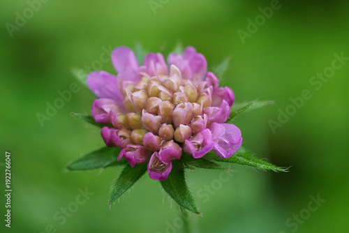 Vibrant Purple and Pink Scabious Bloom with Green Foliage in Soft Focus Macro, Nature's Delicate Beauty