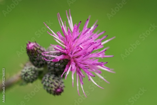 Vibrant Purple Thistle Flower Blooming with Unopened Buds Against a Soft Green Nature Background in Detail