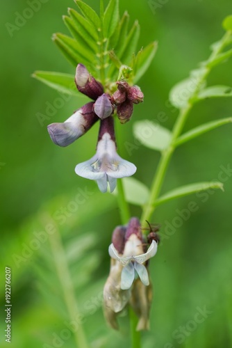 Closeup on a flowering bush vetch wildflower, Vicia sepium in the Austrian alps