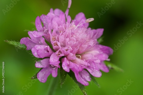 Close-up of a vibrant purple Scabious flower with delicate petals and tiny water drops on a soft green background