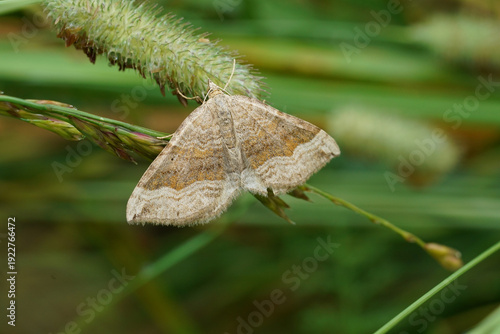 Closeup on the European shaded broad-bar Moth, Scotopteryx chenopodiata in the Austrian Alps