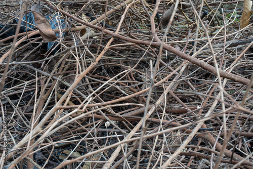 Dense pile of dry thin tree branches and twigs with dry leaves