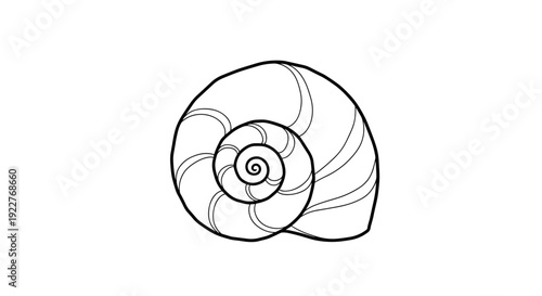 Simple Line Drawing of Nautilus Shell.