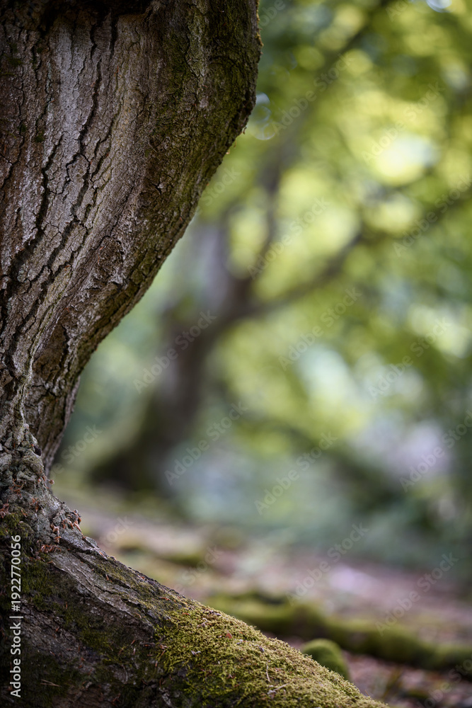Obraz premium Beech tree trunk with nice detail and blurry background. Taken in spring in Germany with the first fresh green of the beech trees. The forest where this picture was taken is called