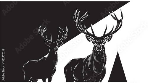 Two majestic deer with impressive antlers standing together in a split black and white background environment from a frontal viewpoint