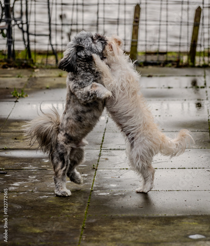 Dancing pets