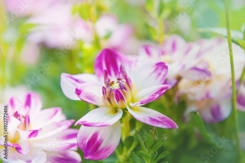 Pink white dahlia flower with soft petals in garden background