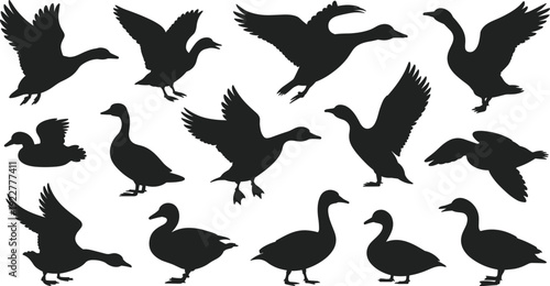 Black silhouettes of ducks and geese in flight, standing and floating poses on white background, ideal for design and illustration