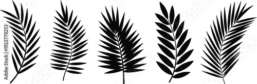 Black tropical palm leaves silhouettes isolated on white background, exotic botanical vector set of jungle foliage fronds for summer beach and nature design