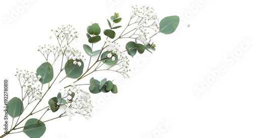 Eucalyptus leaves with baby’s breath flowers, botanical arrangement on black background, natural greenery, floral design, elegant decoration, modern plant ar