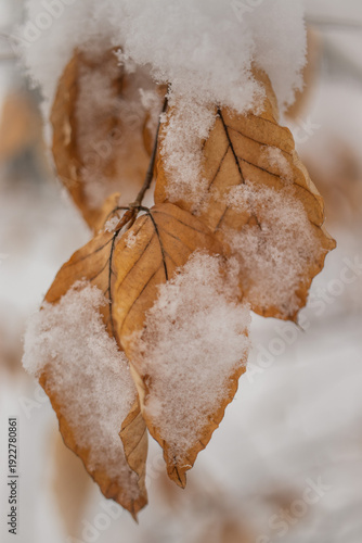 snow covered branches with leaves