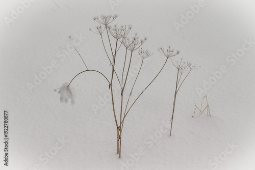 Withered flower in the snow, covered in snow, snowing