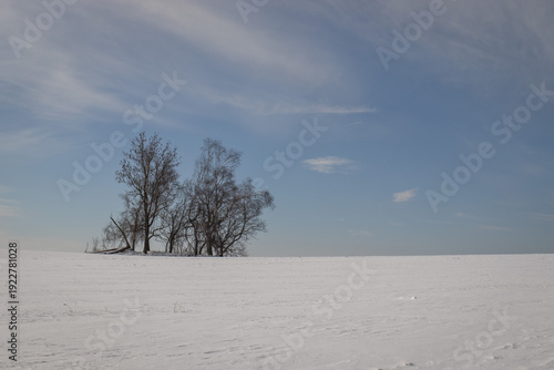 tree on the horizon on a snow-covered hill with a blue sky