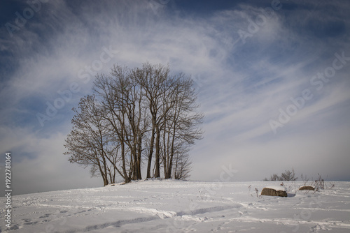 tree on the horizon on a snow-covered hill with a blue sky