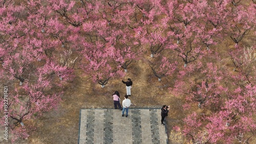 Tourists taking photos in Plum Ridge of Fragrant Hill