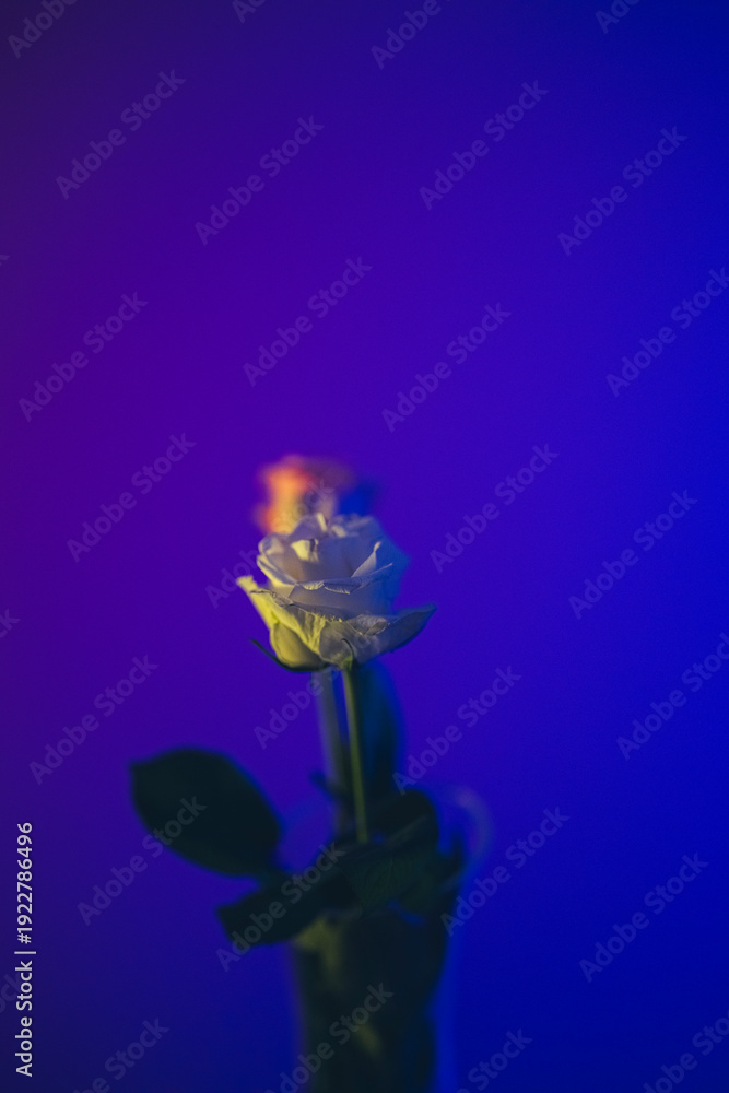 Obraz premium blue and yellow tulip
