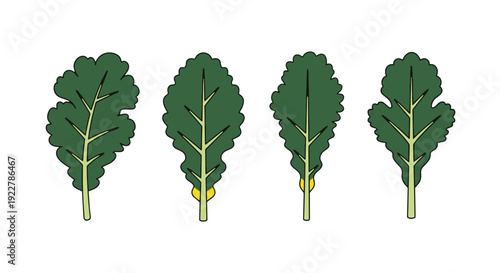 Kale leaf Line art minimal abstract color illustration