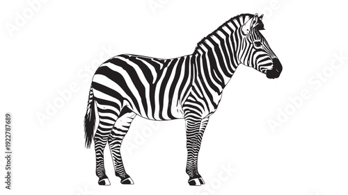 A black and white illustration of a zebra standing in profile, showcasing its striped fur and detailed features