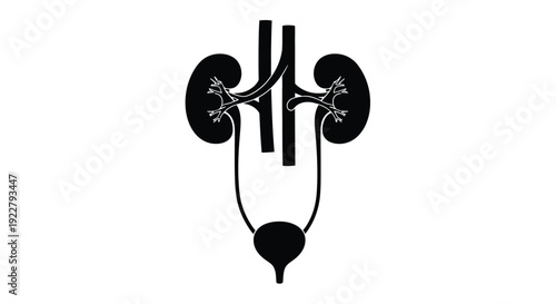 Anatomical illustration of the human kidneys ureters and bladder