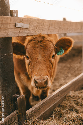 Cows in Rural Kansas at the Farm Eating Feed 