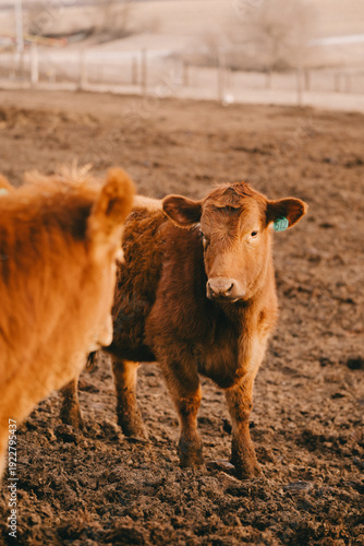 Cows in Rural Kansas at the Farm Eating Feed 