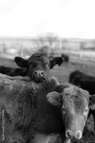 Cows in Rural Kansas at the Farm Eating Feed 