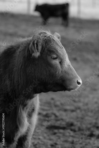 Cows in Rural Kansas at the Farm Eating Feed 