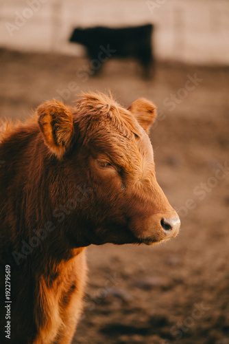 Cows in Rural Kansas at the Farm Eating Feed 