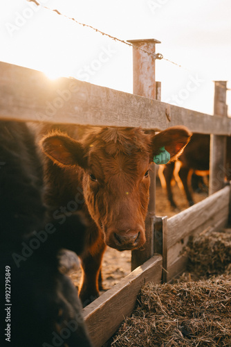 Cows in Rural Kansas at the Farm Eating Feed 