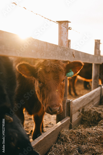 Cows in Rural Kansas at the Farm Eating Feed 