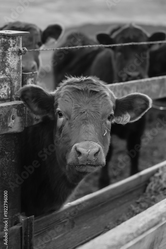 Cows in Rural Kansas at the Farm Eating Feed 