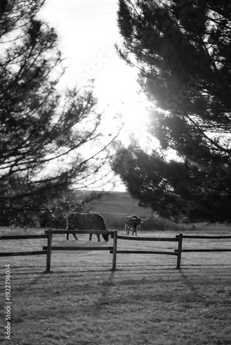 Two Longhorns Through the Trees Eating Grass in Rural Kansas