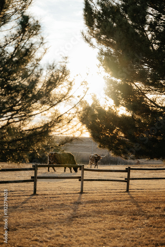 Two Longhorns Through the Trees Eating Grass in Rural Kansas
