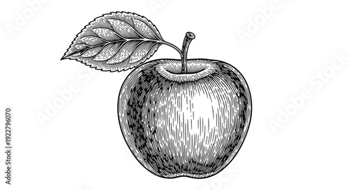 Detailed engraving of a single apple with a leaf vintage style