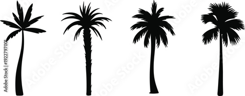 Set of tropical palm tree silhouettes isolated on white background, black coconut palm vector collection for summer beach design, island travel branding and exotic botanical illustration