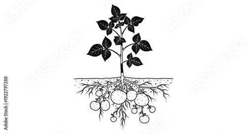 A botanical illustration of a potato plant with roots and tubers