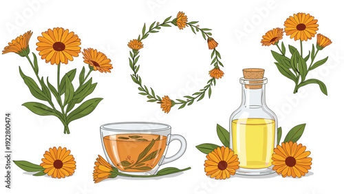 Collection of calendula flower illustrations including fresh blooms, a wreath, a cup of herbal tea, and a bottle of oil.