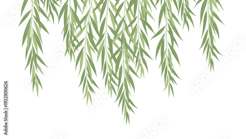Graceful willow branches with long thin green leaves are hanging down from the top against a clean white background for nature.