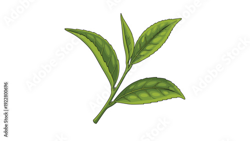 Young green tea leaves on a small branch are illustrated to highlight their fresh and vibrant appearance on a white background.