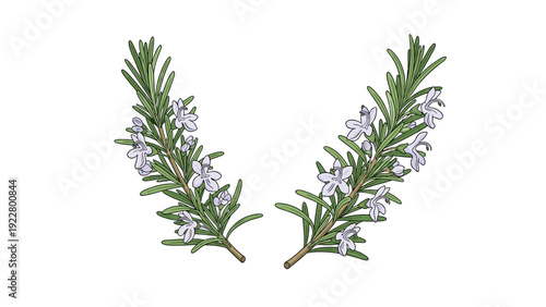 Fresh sprigs of green rosemary with delicate purple flowers arranged in a symmetrical composition on a plain white background for cooking.