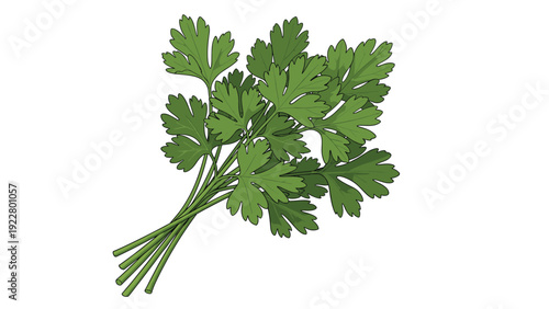 Bunch of fresh green parsley leaves tied together at the stems with a string for cooking and culinary garnish on a white background.