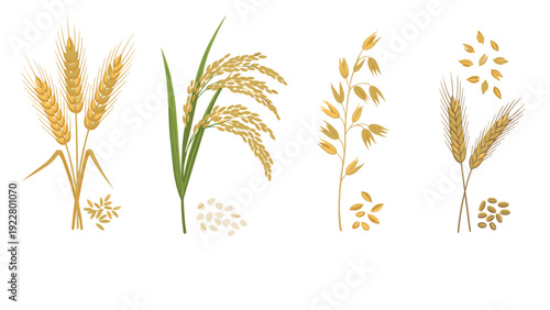 Selection of various cereal plants including ears of wheat, rice, oats, and barley with scattered grains on a clean white background.