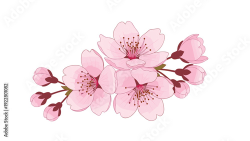 Delicate branch of pink cherry blossoms in full bloom with several small buds against a plain white background for spring floral design.