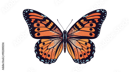 Beautiful monarch butterfly with vibrant orange and black wing patterns and white spots isolated on a white background for nature.