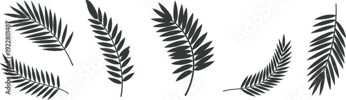 Tropical palm leaf silhouettes collection isolated on white background, black botanical vector set of exotic jungle foliage fronds for summer beach design