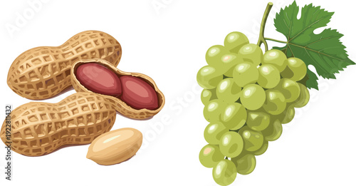 Peanuts in shell and fresh green grape cluster isolated on white background, natural food ingredients vector illustration for nutrition and agriculture concepts