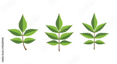 Neem leaf Line art modern color style illustration
