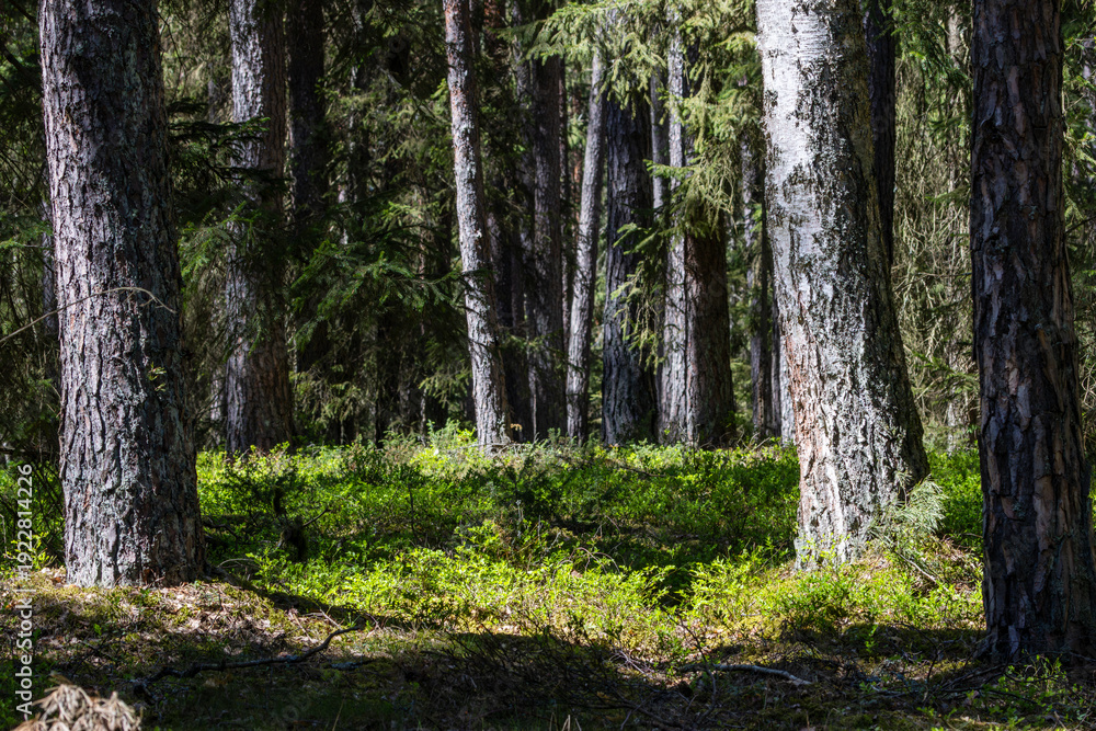 Obraz premium Forest trees growing among green undergrowth in sunlight